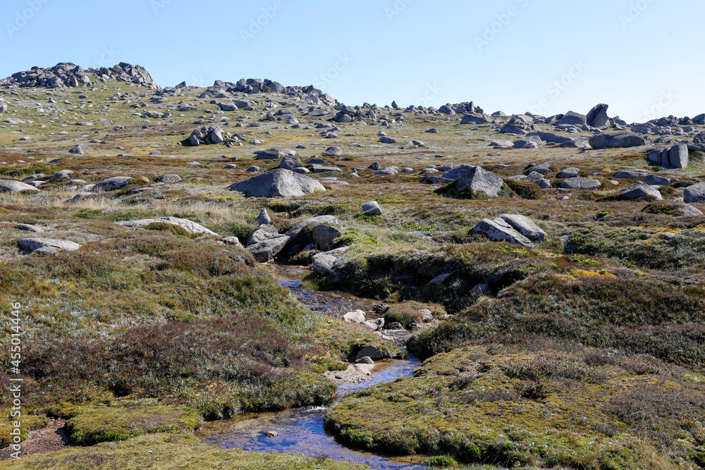 landscape with sheep