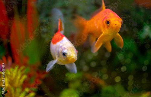 Pair of goldfish swim in a tank in a Childs room
