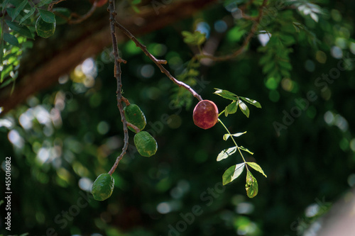 jocote or cocota fruit, exotic fruit from Latin America, tropical fruits. fruits on the tree photo