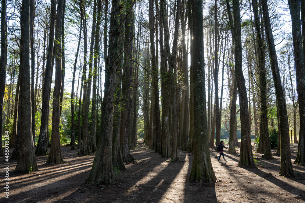 paisagem da reserva ambiental do Horto Florestal. Parque estadual da cidade de São Paulo. paisagem da reserva ambiental do Horto Florestal. Parque estadual da cidade de São Paulo.