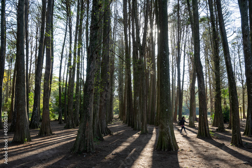 paisagem da reserva ambiental do Horto Florestal. Parque estadual da cidade de São Paulo. photo