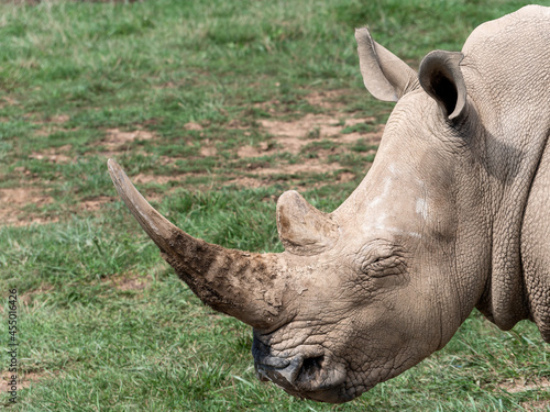 Portrait of a White Rhino