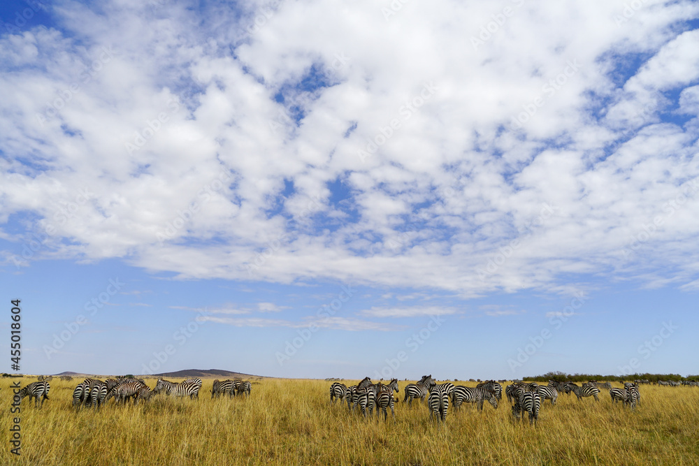 A herd of zebras with a cute back and a blue sky in the savanna (Masai Mara National Reserve, Kenya)