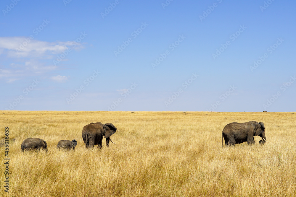 Beautiful landscape of an elephant family walking in the African savanna (Masai Mara National Reserve, Kenya)