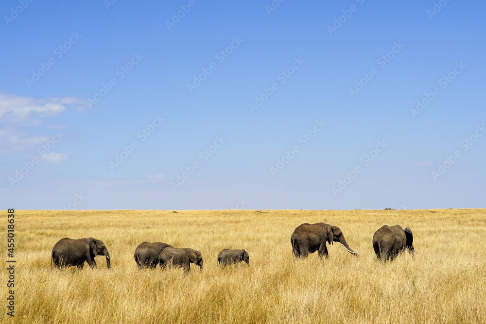 Beautiful landscape of an elephant family walking in the African savanna (Masai Mara National Reserve, Kenya)