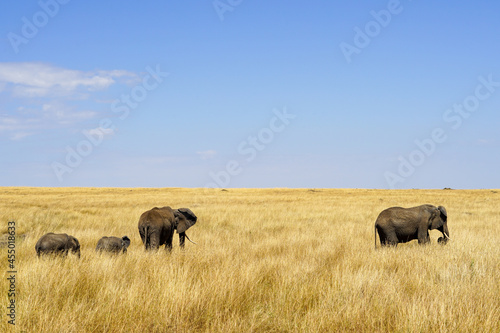 Beautiful landscape of an elephant family walking in the African savanna (Masai Mara National Reserve, Kenya)