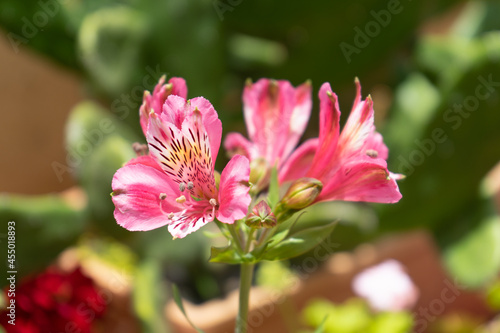 alstroemeria in natural environment close to blooming  beautiful flowers at home