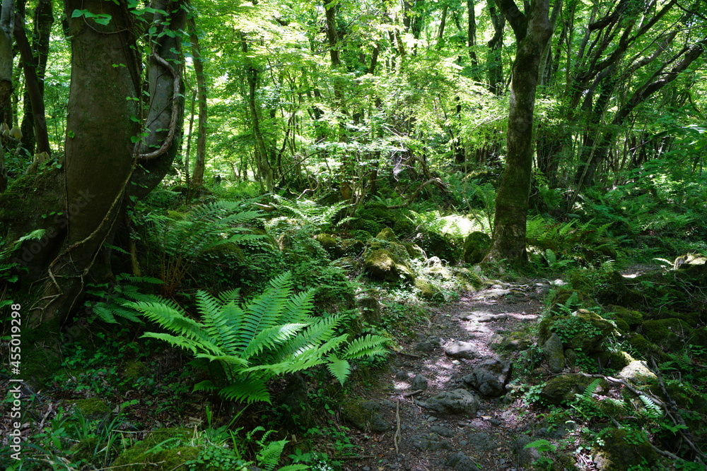 a refreshing spring forest in the sunlight a refreshing spring forest in the sunlight