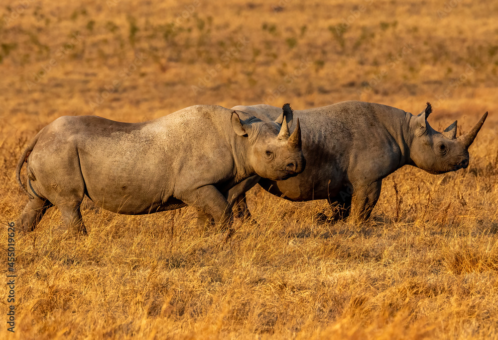 Fototapeta premium Environmental landscape shot of two horizonal Black Rhinos inside Ngorongoro Crater in Tanzania.
