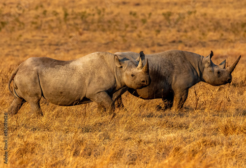 Environmental landscape shot of two horizonal Black Rhinos inside Ngorongoro Crater in Tanzania.