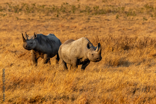 Environmental image of Black Rhino pair inside Ngorongoro Crater in Tanzania.
