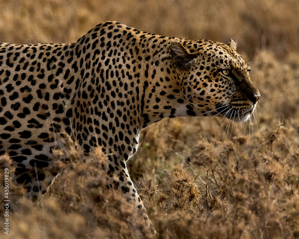 Leopard on the prowl near Sametu marsh in Tanzania Leopard on the prowl near Sametu marsh in Tanzania