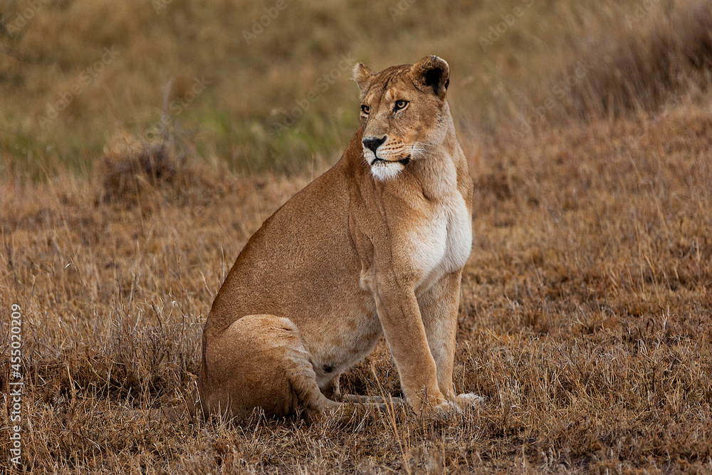 Fototapeta premium Portrait of female lioness in sitting position near the Serona River in Tanzania. 