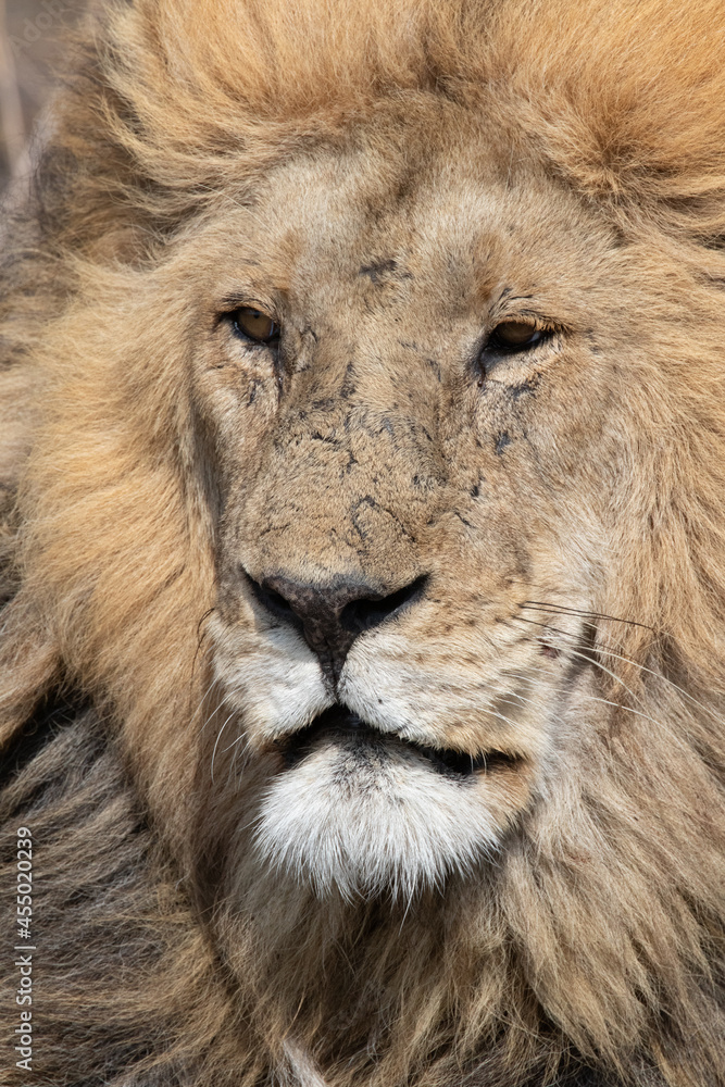 Intense African lion portrait in Tarangire National Park in Tanzania. Intense African lion portrait in Tarangire National Park in Tanzania.