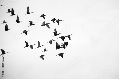 Birds flying on white background  Glossy Ibis