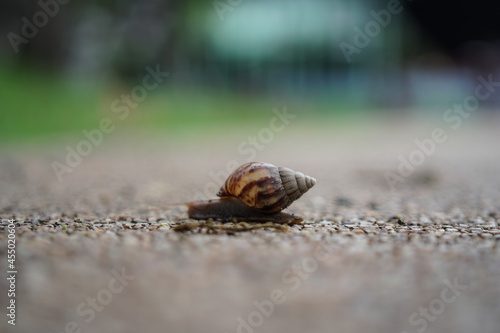 snail walking alone  in the midst of winter
