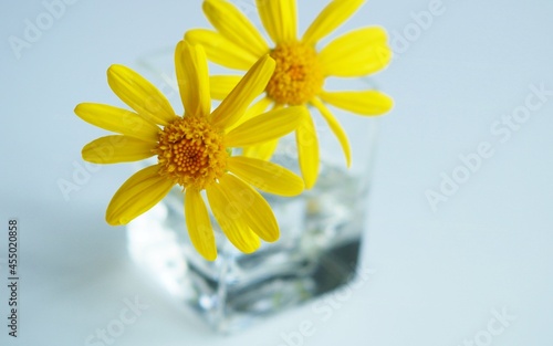 和む黄色い花　マーガレット　背景 © green7