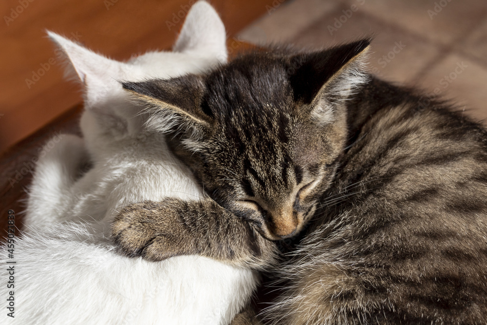 Two small kittens are sleeping in an embrace. Cute white and striped kittens are sleeping.