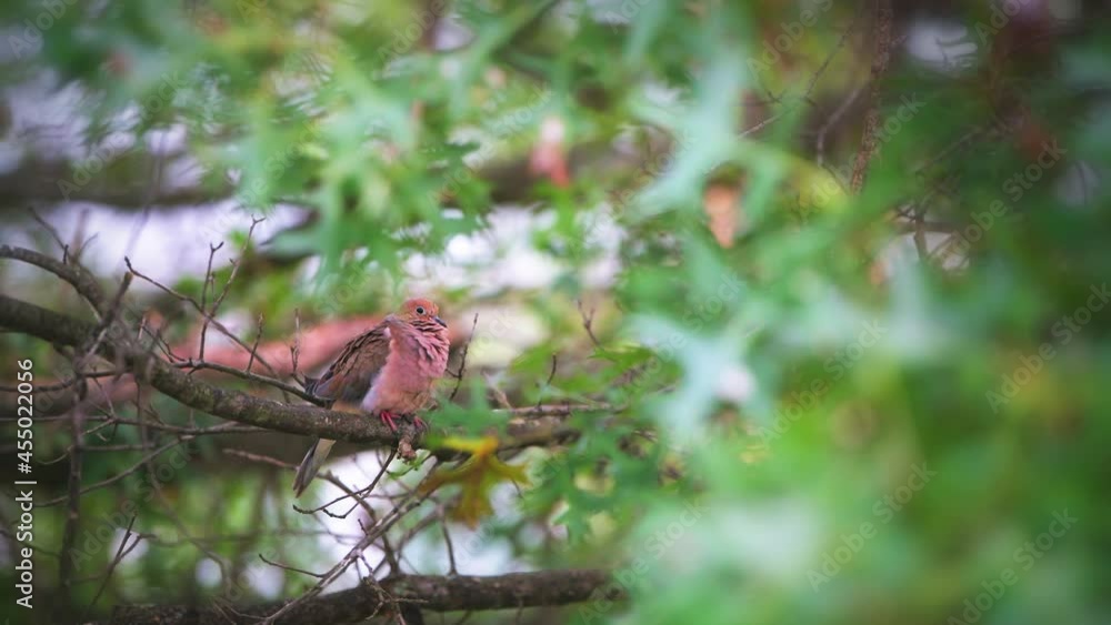 Closeup of one mourning dove, fluffed feathers bird sitting perched on oak tree branch with green foliage leaves in Virginia Closeup of one mourning dove, fluffed feathers bird sitting perched on oak tree branch with green foliage leaves in Virginia