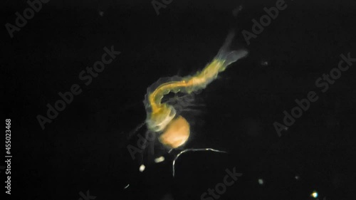 Anopheles mosquito larva under a microscope. Mosquitoes can act as vectors for many disease causing viruses and parasites photo