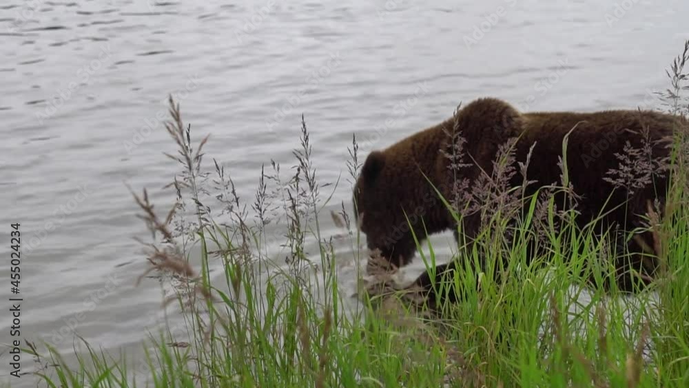 A Large Grizzly Ambles by a Little Too Close for Comfort A Large Grizzly Ambles by a Little Too Close for Comfort