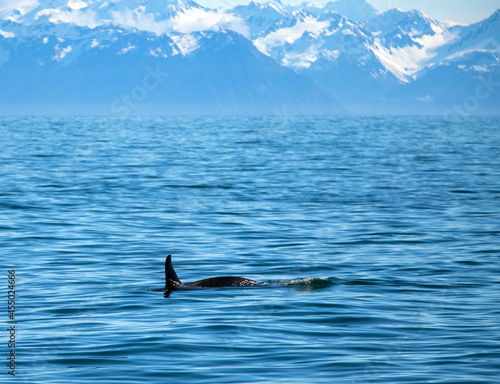 Dorsal fin on Orca Killer Whale in Kenai Fjords National Park in Seward Alaska United States