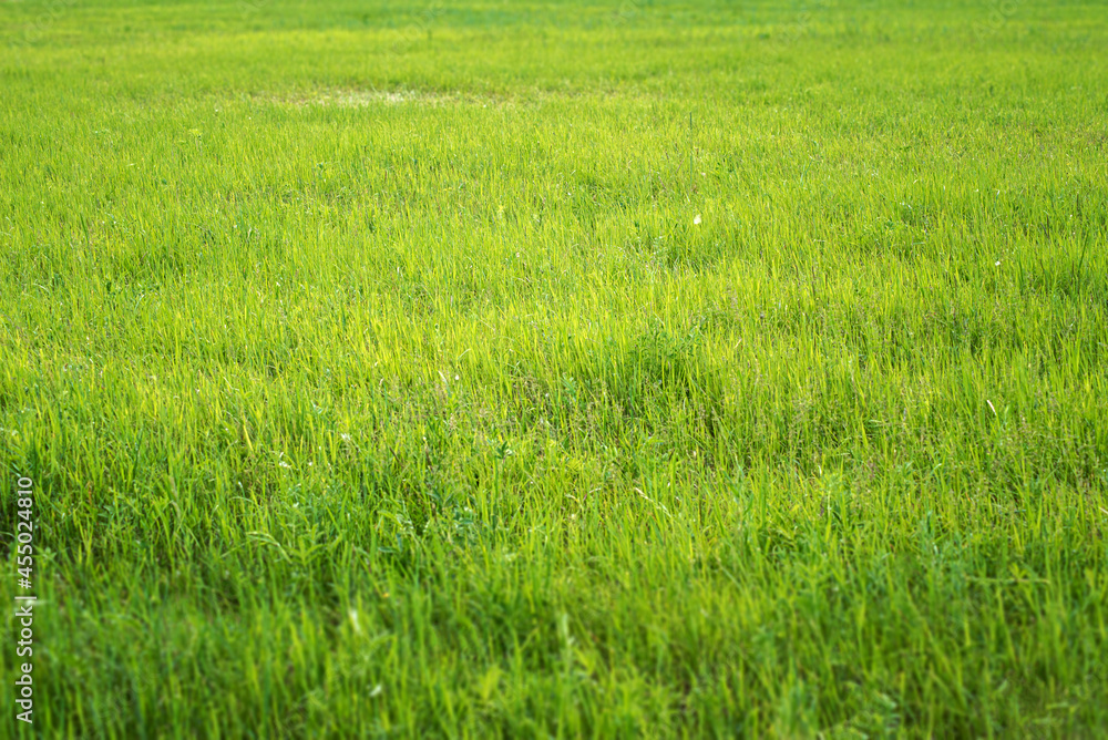texture of a green glade lawn grass