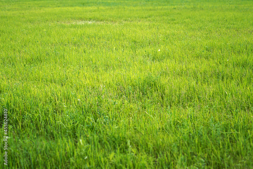texture of a green glade lawn grass texture of a green glade lawn grass