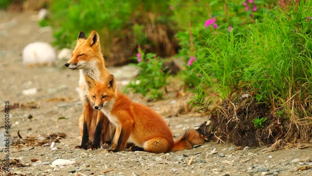 Foxes Play on the Beach at McNeil River Sanctuary Alaska Foxes Play on the Beach at McNeil River Sanctuary Alaska