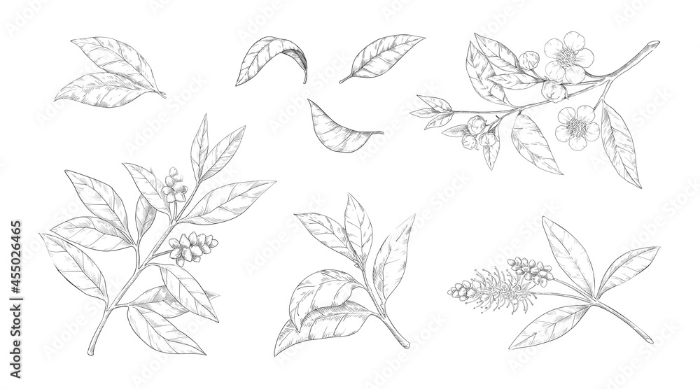 Tea leaves. Hand drawn branches with flowers and foliage. Engraved Chinese morning black and green drink. Isolated botanical engraving sketches collection. Vector plant greenery set Tea leaves. Hand drawn branches with flowers and foliage. Engraved Chinese morning black and green drink. Isolated botanical engraving sketches collection. Vector plant greenery set