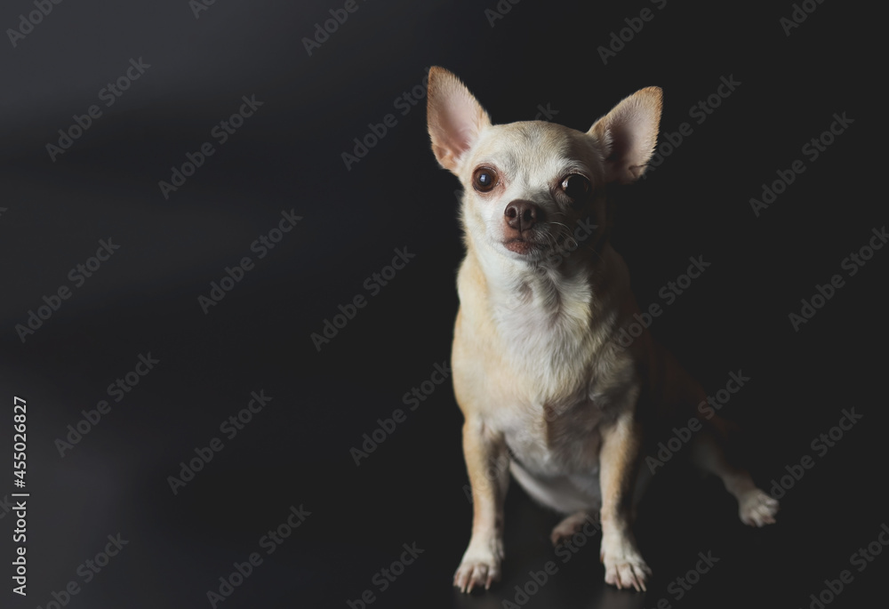 brown short hair Chihuahua dog on black background.