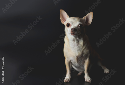 brown short hair Chihuahua dog on black background.