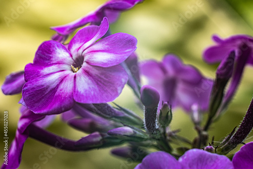 A small flower with five purple petals on a yellow blurry background.