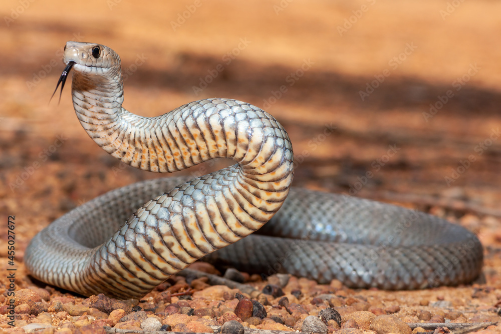 Fototapeta premium Australian Eastern Brown Snake in defence stance