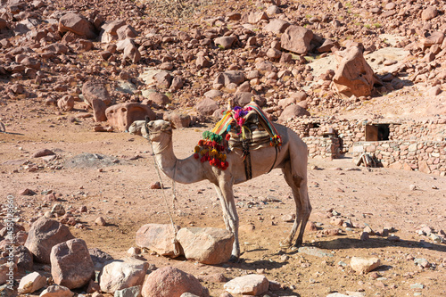 Egypt, camels among the Sinai mountains, beautiful landscape photo