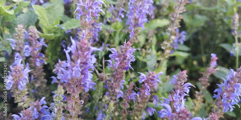 Obraz premium lavender field in region