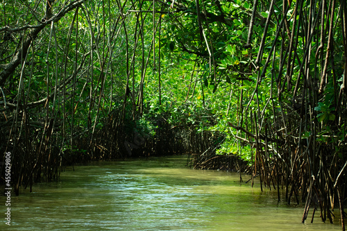 Pichavaram mangrooves tamilnadu india photo