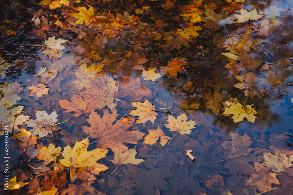 yellow maple leaves floating in water