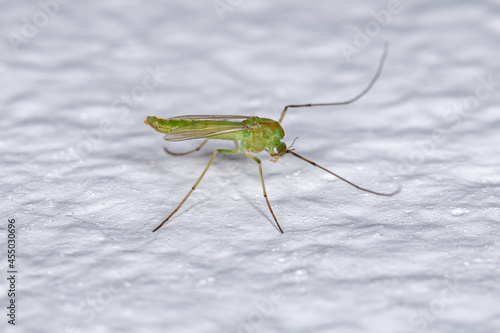 Adult Non-biting Midge photo