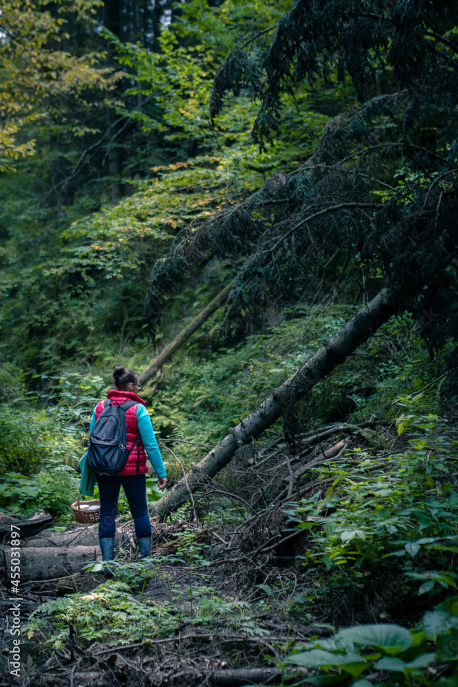 woman with basket walking by forest looking for mushrooms woman with basket walking by forest looking for mushrooms