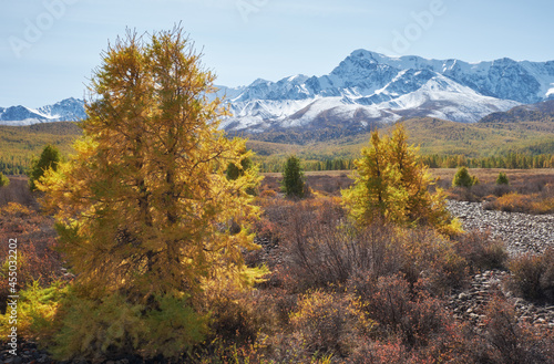 Autumn Altai highland landscape. Larch trees are on foreground and snow mountains are on background.
