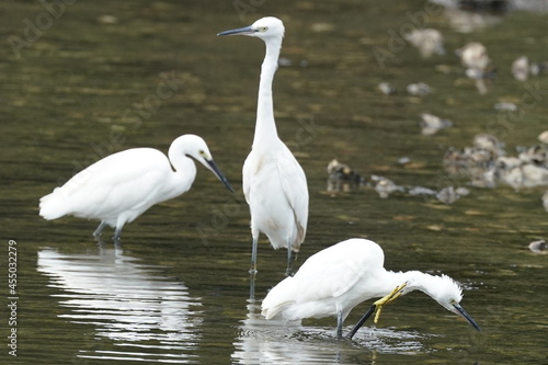 egret in the forest