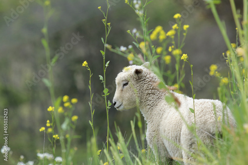 Side view of Romney Lamb Standing in Regenerative Pasture with Yellow Kale Flowers photo