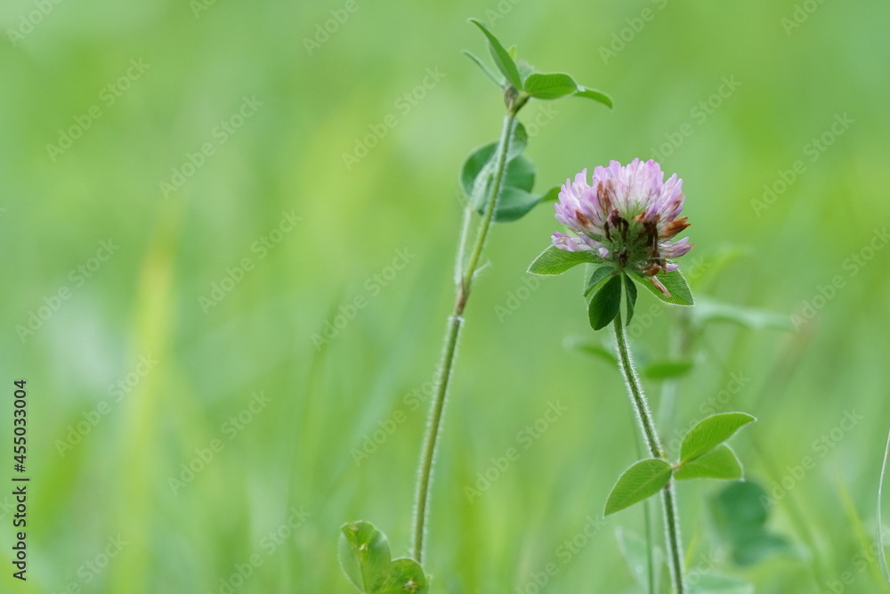 pink flower in the field pink flower in the field