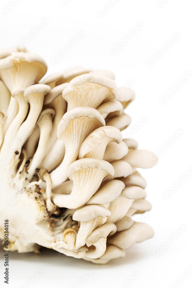 Oyster mushrooms or Pleurotus ostreatus isolated on white. Oyster mushrooms or Pleurotus ostreatus isolated on white.