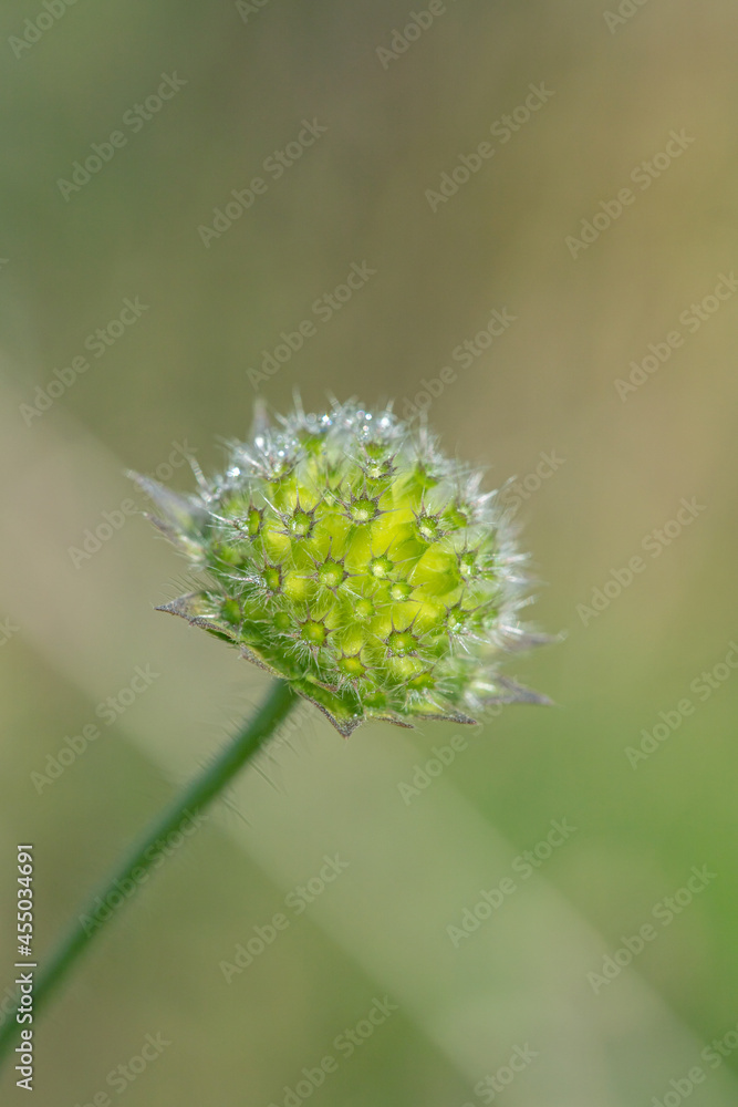 Faded inflorescence of a field scabious (Knautia arvensis). Dew drops.