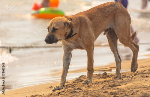 The dog walks on the sand