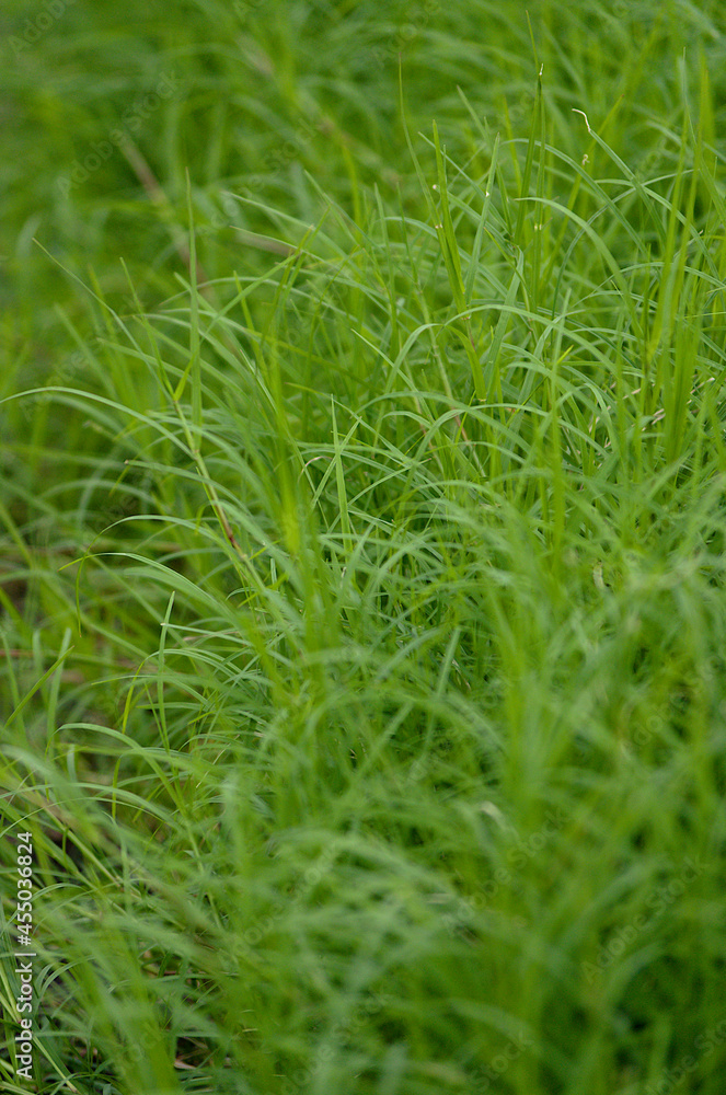close up of grass close up of grass