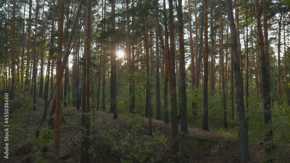 Sunny Magical Forest in the Rays of the Rising Sun on a Summer Day. Magnificent Sunrise in the Forest, Rays Make Their Way Through the Branches of Trees. Smooth Camera Movement Sunny Magical Forest in the Rays of the Rising Sun on a Summer Day. Magnificent Sunrise in the Forest, Rays Make Their Way Through the Branches of Trees. Smooth Camera Movement