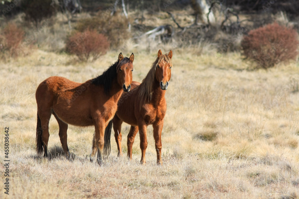 horses in the field